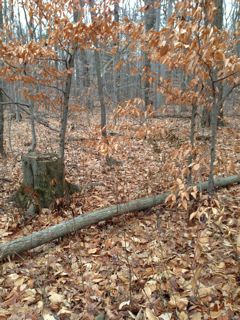 One of the sites from which I collected soils for the class this year Image