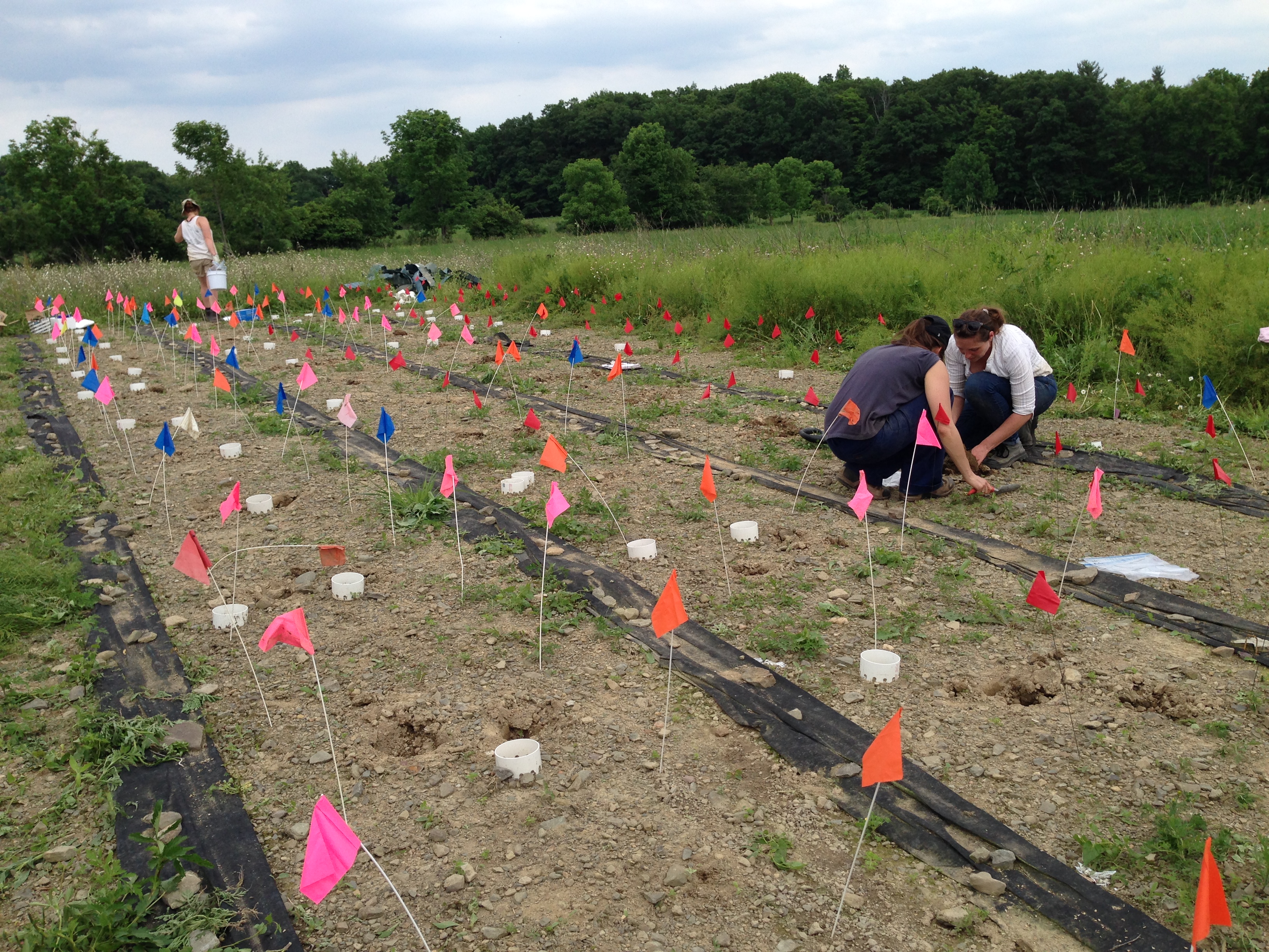 Diligently sampling the newly re-flagged field site.