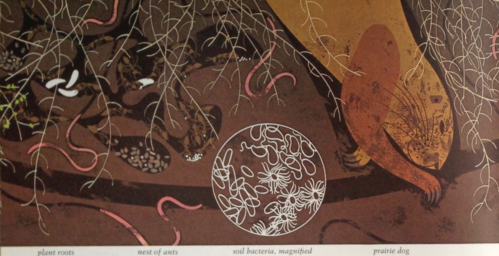 (Charley Harper)